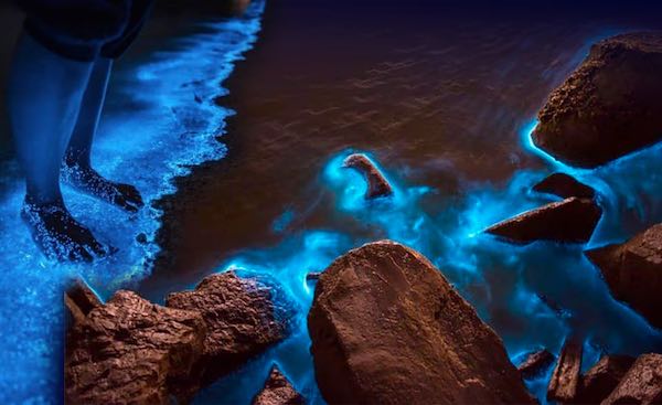 La Crique : attraction Aquascope